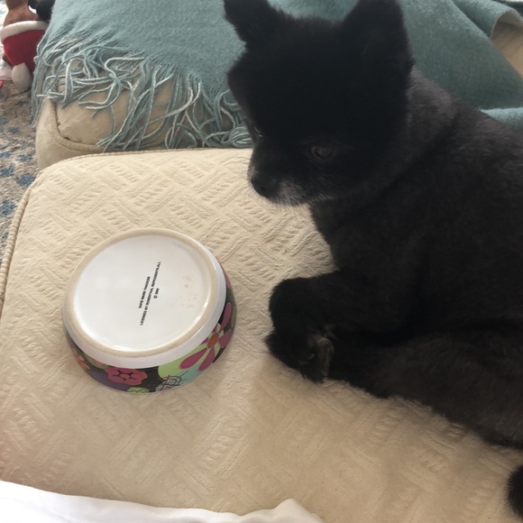 Kate Ward Thacker for Rosenthal - Picture 4 of 11